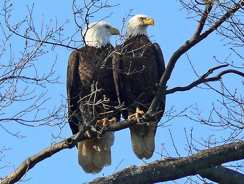 Bald Eagles